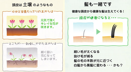健康な頭皮から健康な髪は生えてくる
